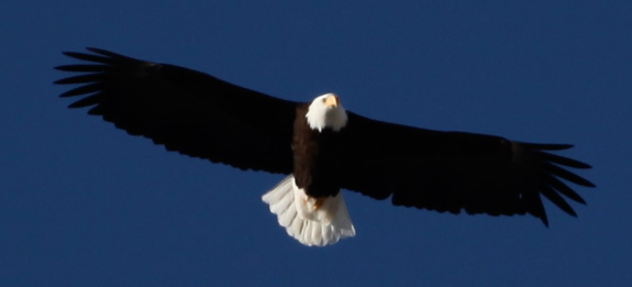 Eagle soaring against a blue sky